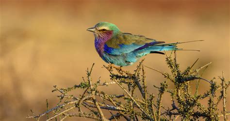 Birds Of South Africa