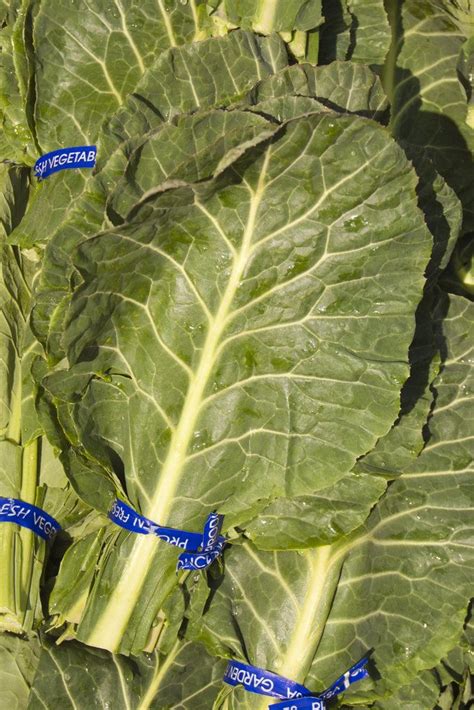 From Apples To Zucchini Your Seasonal Produce Guide Collard Greens