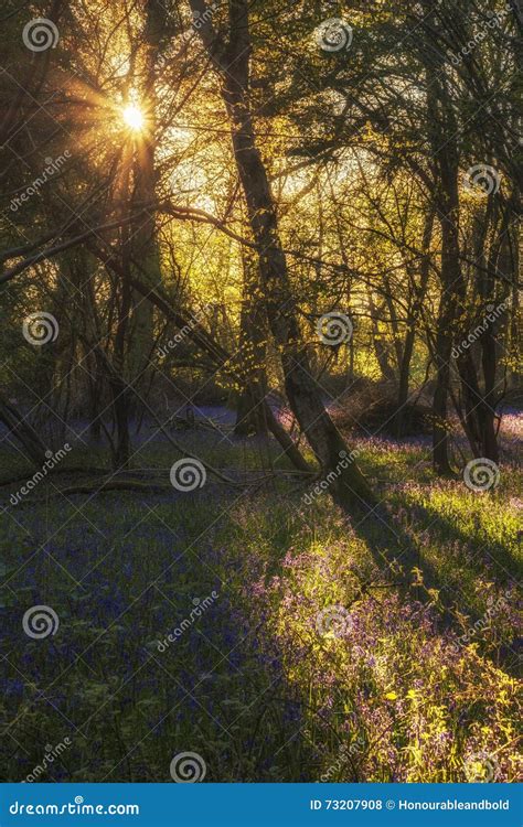 Stunning Landscape Image Of Bluebell Forest In Spring Stock Photo
