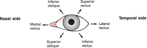 The Ocular Motor Nerves Neupsy Key