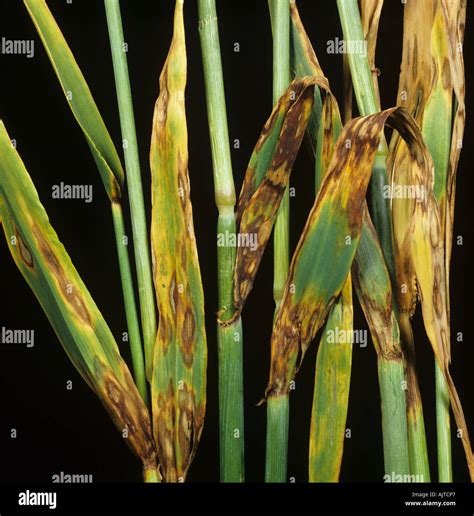 Barley Leaf Blotch Or Leaf Scald Rhynchosporium Secalis Lesions On