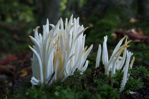 Clavaria Fragilis The Ultimate Mushroom Guide