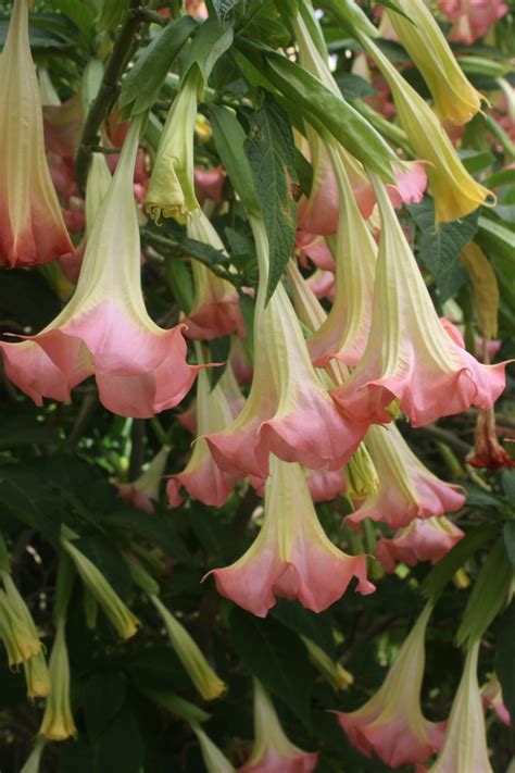 Angels Trumpet Pink Brugmansia Unrooted Cuttings Extremely Fragrant