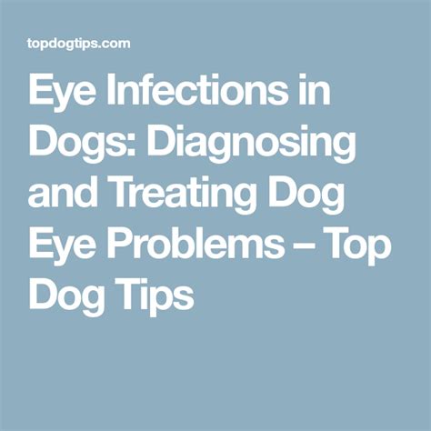 Diagnosing And Treating Dog Eye Infections Top Dog Tips Eye