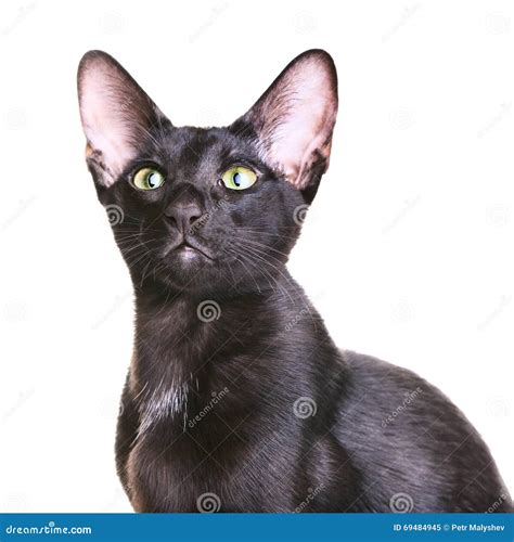 Gato Oriental Negro De Shorthair Imagen De Archivo Imagen De Lindo