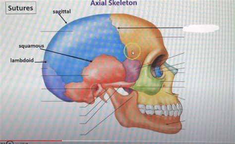 Axial Skeleton 5 Sutures 8 Cranial Bones Flashcards Quizlet