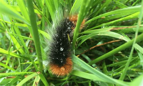 Are Black Fuzzy Caterpillars Poisonous Danger Pests Banned