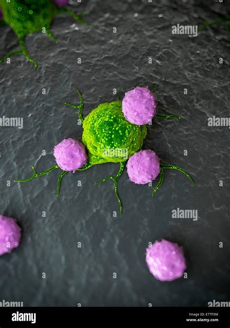 White Blood Cells Attacking A Cancer Cell Computer Artwork Stock Photo