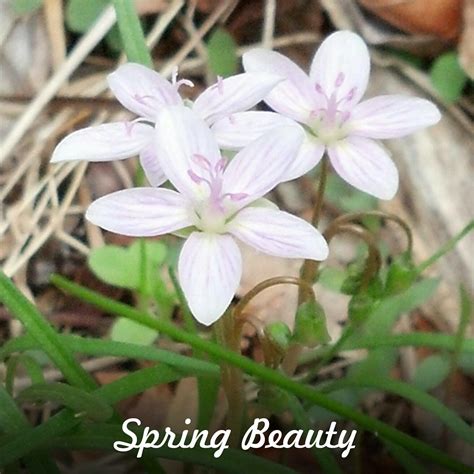 Spring Beauty ©photobyree Spring Beauty Wild Flowers Native Plants