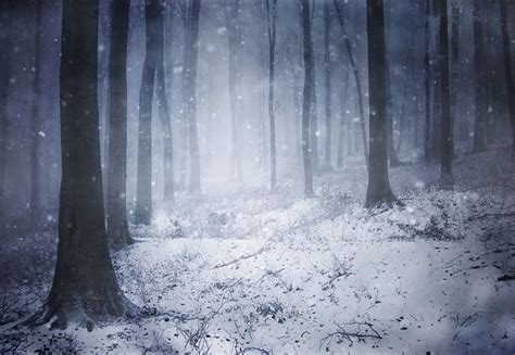 Snowflake Forest Photo Backdrop Winter Background In 2020 Winter