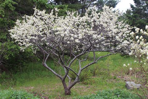 Small Flowering Trees A Dozen Native Species For Limited Spaces Wild