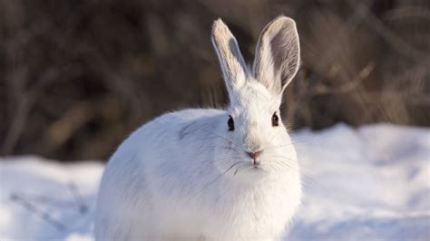 Hd Wallpaper Snow Winter White Rabbit Animal