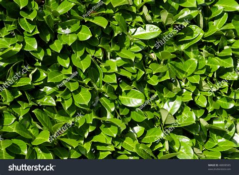 Laurel Leaves Hedge Of Green Laurel Bushes Stock Photo 48808585