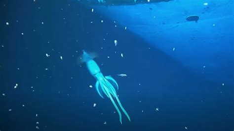 Heres New Footage Of A Giant ‘mystery Squid Near A Shipwreck