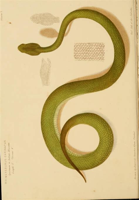 The Poisonous Snakes Of India Biodiversity Heritage Library Snake