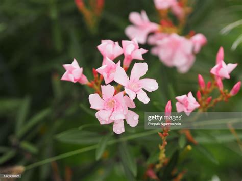 Sweet Oleander Rose Bay Nerium Oleander Name Pink Flower Tree In Garden