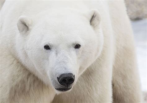 Polar Bear Face Stock Photos Pictures And Royalty Free Images Istock