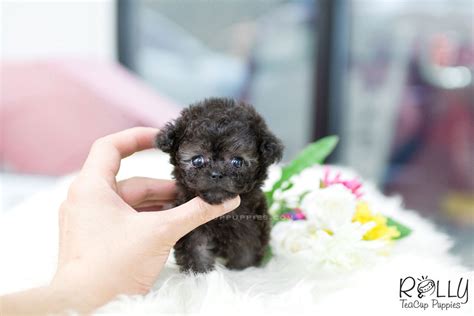 Contact us today to reserve your teacup puppy! (SOLD to Jun) Sterling- Poodle. F - Rolly Teacup Puppies