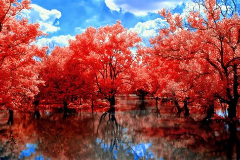 Top More Than 64 Red Tree Wallpaper Latest Incdgdbentre