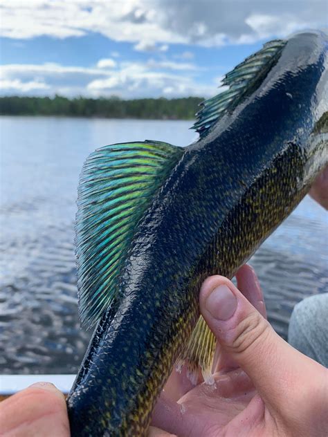 anybody-ever-caught-a-blue-walleye-fishing
