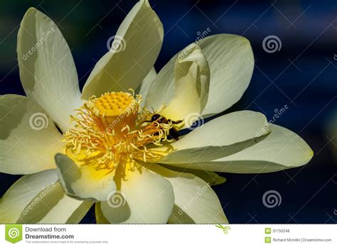 Yellow Lotus Flower Lily Pads Stock Images 358 Photos