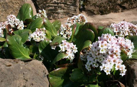 Nee Bergenia Bressingham White Schoenlappersplant Wit Bloei 4 5 Hoogte 30 40 Ja 30 Hs Vaste