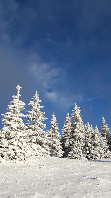 Kostenlose Foto Baum Natur Berg Schnee Winter Himmel Wiese