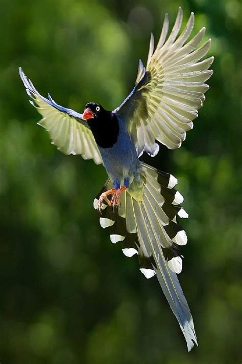 Taiwan Blue Magpie “long Tailed Mountain Lady” Video Дикая птица