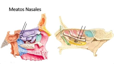 Anatomía Nariz Y Cavidades Nasales Linfáticos Inervación Irrigación Mucosa Meatos Youtube