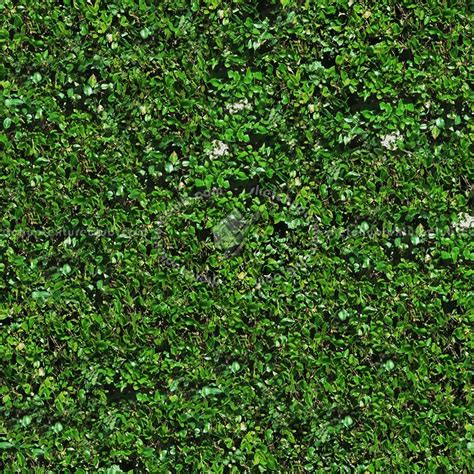 Green Hedge Texture Seamless 13095