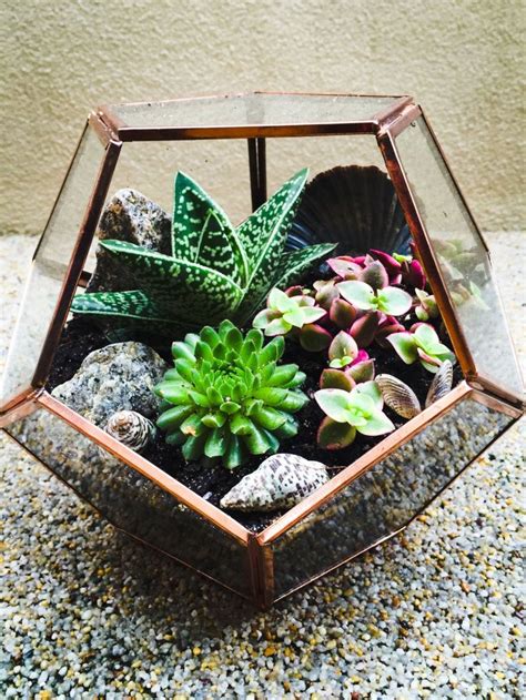 Because guys tend to forget (chuckles). Indoor Terrarium - Cacti, Succulents and Seashells in ...