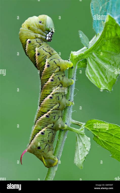 Tobacco Hornworm Aka Tomato Hornworm Caterpillar Adult Carolina Sphinx Moth Manduca Sexta