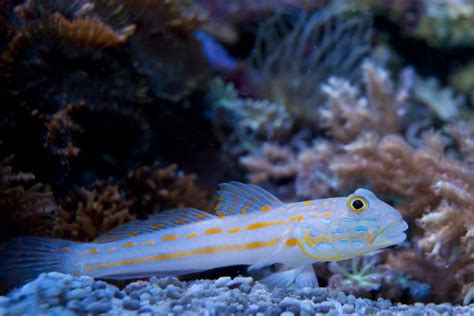 Diamond Goby For Sale Valencienna Puellaris Top Care Facts