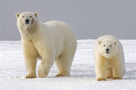 Are Polar Bears Endangered In 2023 Heres Whats Putting Them At Risk