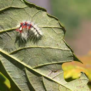 Hairy Caterpillar © David P Howard Cc By Sa20 Geograph Britain And