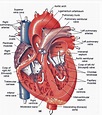 Human Heart Anatomy Poster - Etsy Singapore