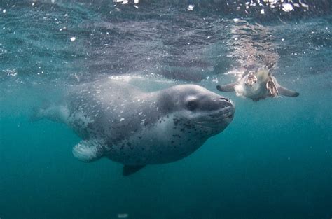 Seal Underwater