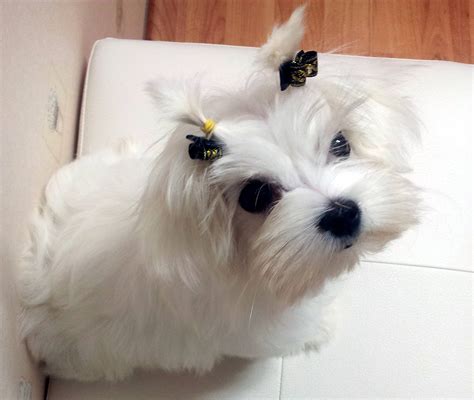 Ace Cute Beautiful White Teacup Maltese For Sale My