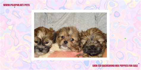 Shih Tzu Dachshund Mix Puppies For Sale