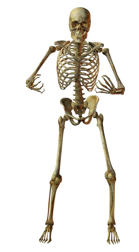 Esqueleto De Un Bebé Animado Imagui