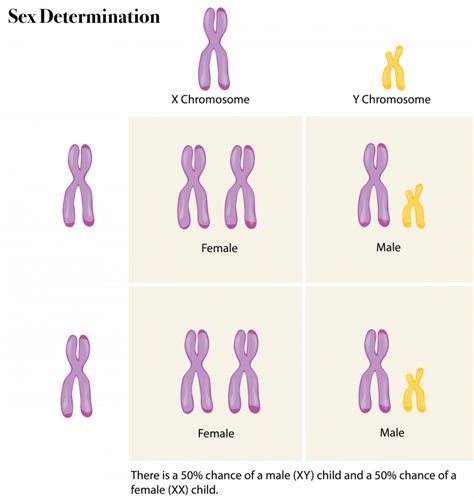Sex Chromosomes The Evolution And Biology Of Sex