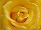 Free photo: Yellow Rose - Bspo06, Closeup, Flower - Free Download - Jooinn