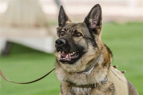 German Shepherd Dogs In The Military A Brief Historical