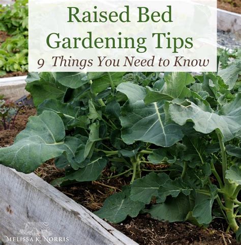 Raised Bed Gardening Tips 9 Things You Need To Know