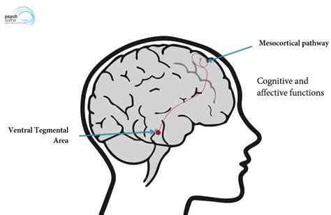 Neurobiology Of Attention Deficit Hyperactivity Disorder Adhd A Primer