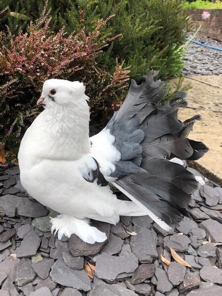 Indian Fantails Pigeons For Quick Sale Birdtrader