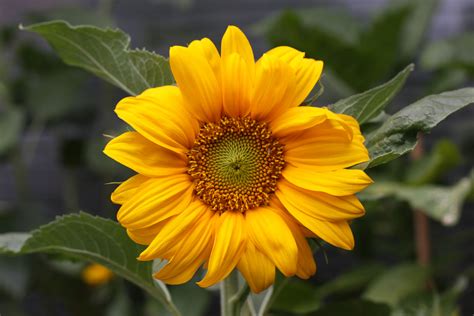 Depth Of Field Photography Of Yellow Sunflower Plant Hd Wallpaper