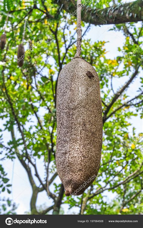 Very Rare Sausage Tree Fruit Also Known Kigelia Africana Stock Photo By