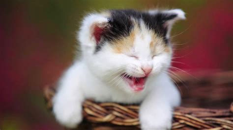 Pet Doctor Cutest Kittens In Whole World