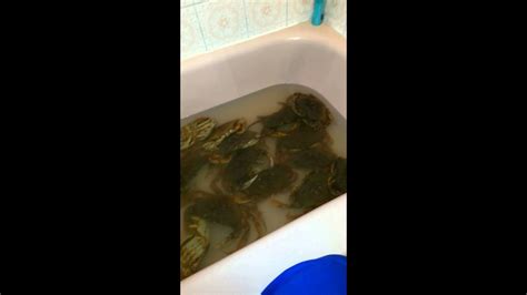 bath tub crabs feb 9 2016 youtube